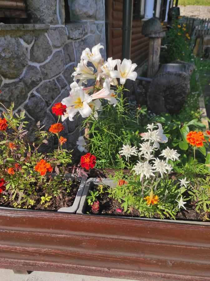 Smucarska Koca Acomodação com café da manhã Kotlje Exterior foto